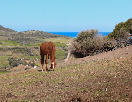 cavallo